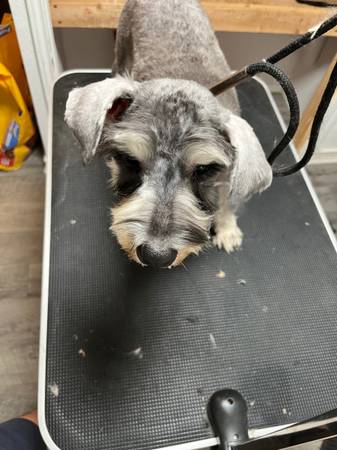 Mini schnauzer (Elmendorf)63372836812673121