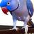 Violet Ringneck parrot 2 thumbnail