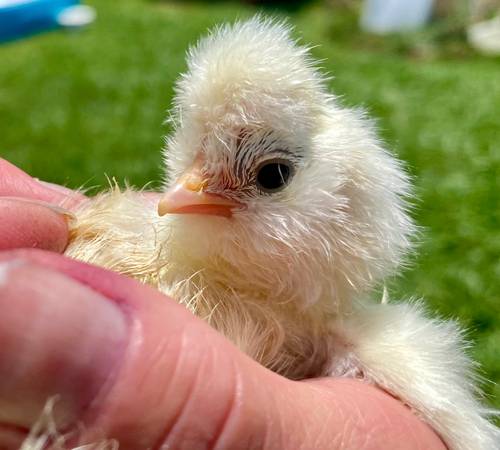 Silkie563846418573578245