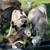 Painted Desert Sheep 4 thumbnail