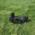 German shepherd/lab pups found close to my home 1 thumbnail
