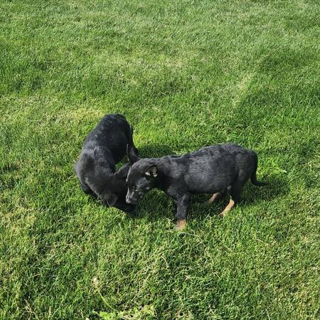 German shepherd/lab pups found close to my home 1