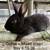 Bunnies 6 thumbnail