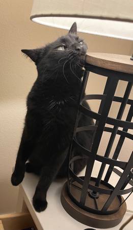 Missing black cat (Summerlin)63907184612355121