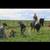 7 year old Draft Gelding 5 thumbnail