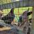 Chickens 11 thumbnail