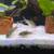 Bronze corydoras catfish 1 thumbnail