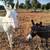 Pair of donkeys 5 thumbnail