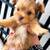 HappyYorkiePups 2 thumbnail