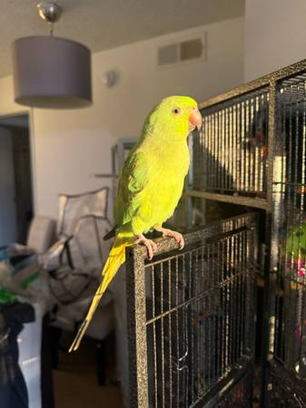 Rehoming African Ringneck parrot (Los Angeles)