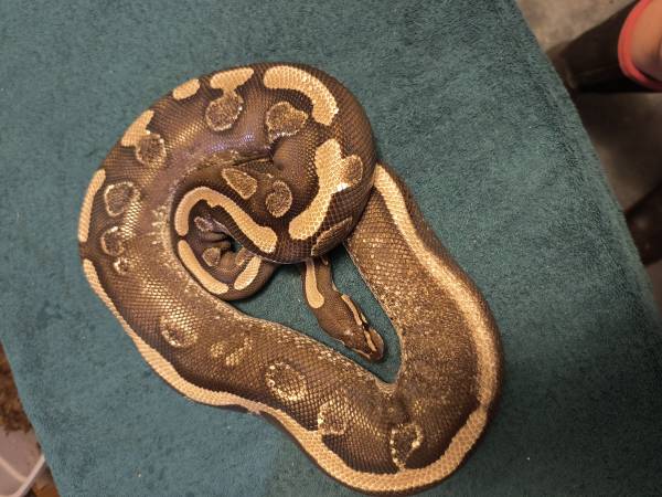 Serpiente bola hembra Sugar Mojave (Hillsdale)