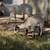 Nigerian Goats 3 thumbnail