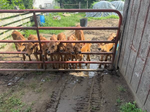 9 bottle calves 1