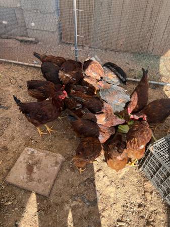 Chickens 1
