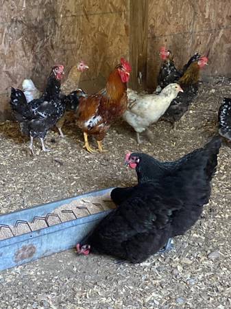 Laying/Breeding Flock 1