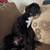 Pet Sitting or Walking Available 3 thumbnail
