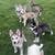 Husky’s 1 thumbnail