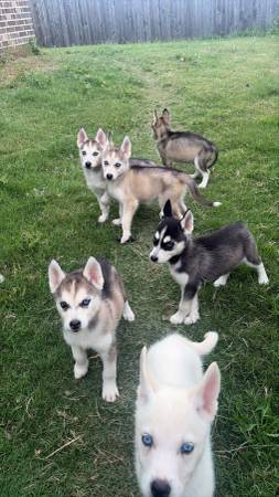 Husky’s 1
