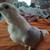 Pigeons 1 thumbnail
