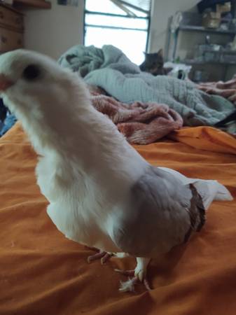 Pigeons 1