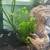 Fish 11 thumbnail