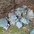 Blue slate flagstone. 3 thumbnail