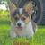 Lovable Corgi's 1 thumbnail