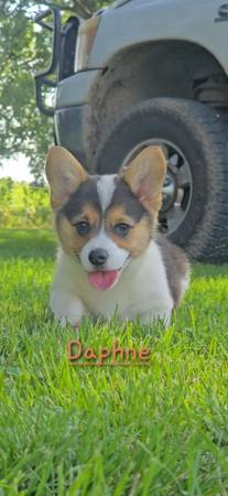Lovable Corgi's 1