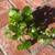 Homegrown CREEPING CHARLIE PLANTS MIRACLE GROW SOIL 4 thumbnail