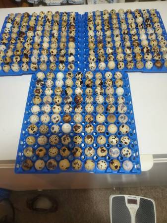 Jumbo Coturnix Quail Eggs 1
