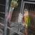 Conure 2 thumbnail