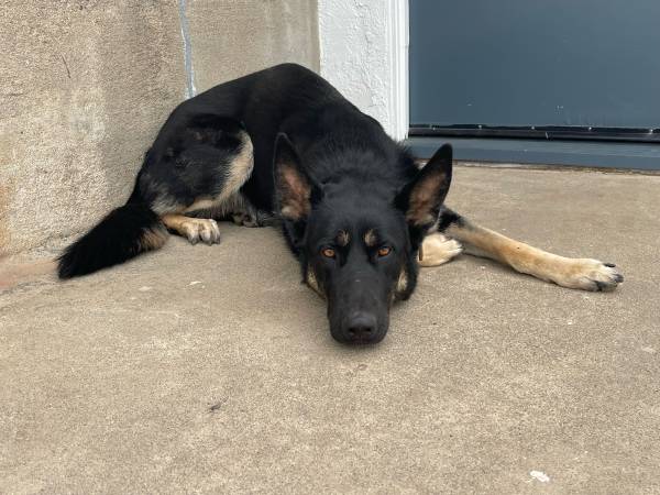 German Shepherd – 18 Months Old – Loving & Loyal (Poway)63955847929602123
