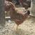 Chickens 3 thumbnail