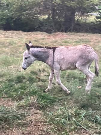Jack donkey 1