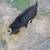 4 Fainting goats 1 thumbnail