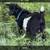 Fainting goats 2 thumbnail