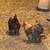 Pullets 3 thumbnail