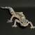 Baby Leopard Gecko 2 thumbnail