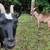 Nigerian Dwarf Does 4 thumbnail