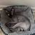 Sphynx cat 1 thumbnail
