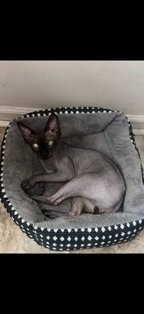 Sphynx cat 1