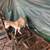 Dwarf Nigerian Goats 3 thumbnail