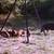 Deer lease 1 thumbnail