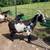 Nigerian Dwarf Does 4 thumbnail