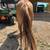 3 year old red mare 2 thumbnail