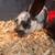 Bunnies 1 thumbnail