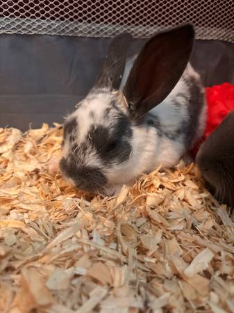 Bunnies 1