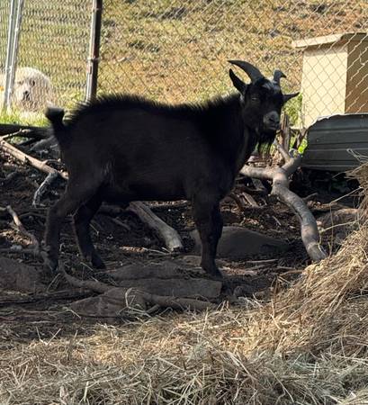 Nigerian dwarf 1