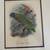 John Gerrard Keulemans bird prints-Reduced 3 thumbnail