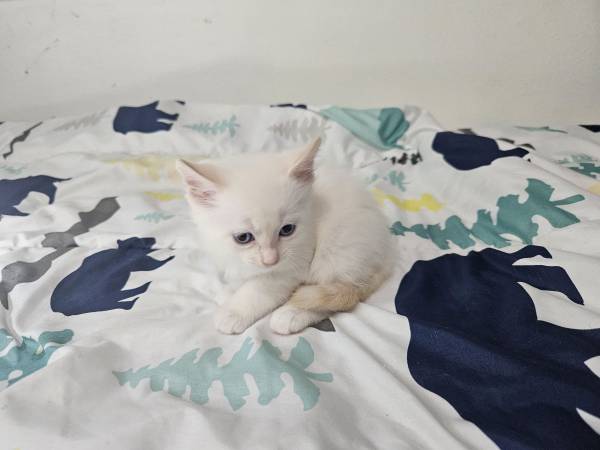 ¡¡Gatito! Hermoso gatito flamepoint de ojos azules (Oregon City)63842373965443121